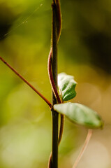 close up of a curled plant