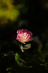 close up of a red and pink flower