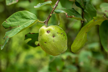 Quinces on the branch