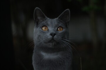 Dark gray cat