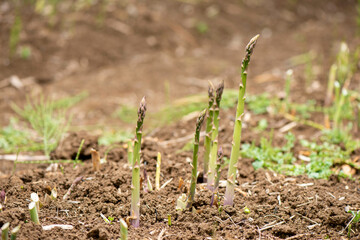 畑で育つアスパラ