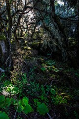 Obraz premium Selva tropical tupida de plantas y arboles.