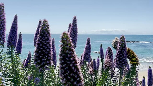 Bees pollinate Purple Pride of Madeira blooms gently blowing in the wind in Laguna Beach