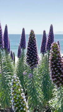 Purple Pride of Madeira dance in the wind at the shore in Laguna Beach