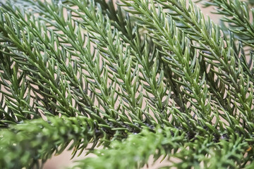 Green spruce leaf texture. Close-up of spruce or pine leaves for background or wallpaper.