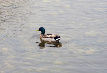 Mallard duck on urban river water