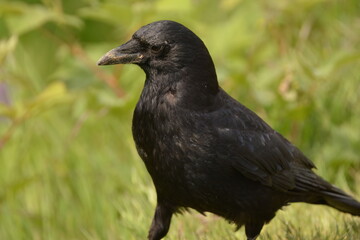 American Crow in the grass