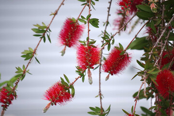 Red flowers of a blooming bottlebrush tree