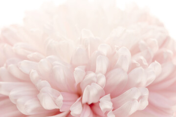 Fototapeta premium Peony flower .Peony petals background.Floral background.Floral delicate wallpaper.Beautiful Floral background in pale pink and white colors.