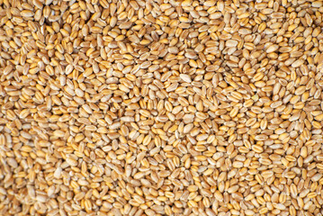 Background from grains of wheat. Close-up. Grain export, sale.