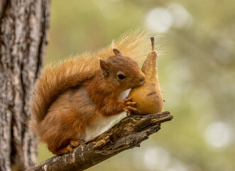 Cute little scottish red squirrel eating a pear in the woodland with lovely natural green woodland background 