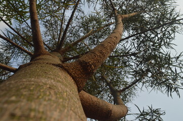 selective focus, kurrajong tree from below against blue sky, leaves and trunk of kurrajong tree or...
