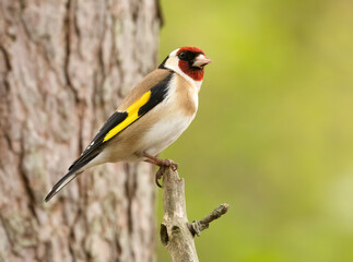 Beautiful and colourful goldfinch small bird in the woodland with natural green background 