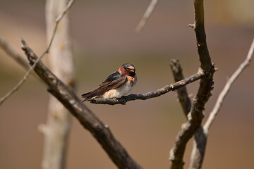Cliff Swallow perched on a tree branch