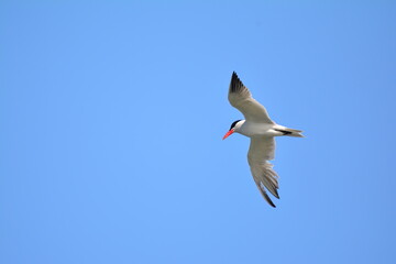 Caspian Tern in flight against a blue sky