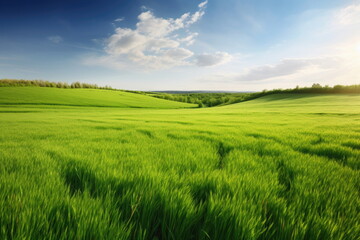 Fototapeta premium natural landscape with green grass field, spring summer landscape