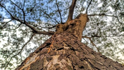 Fototapeta na wymiar old tree bark, old tree bark texture in nature
