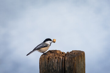 Black-Capped Chickadee