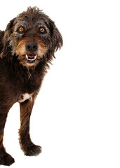 Smiling Black Mixed Breed Dog on Transparent  Background, Isolated