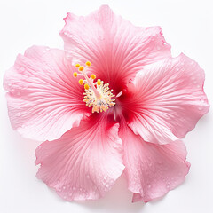 A close up of a pink hibiscus flower on a white surface. Generative AI.