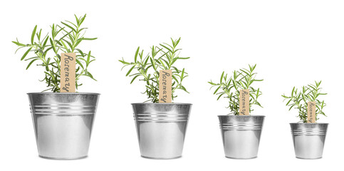 Rosemary growing in pots isolated on white, different sizes