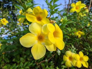 allamanda cathartica flower in the morning