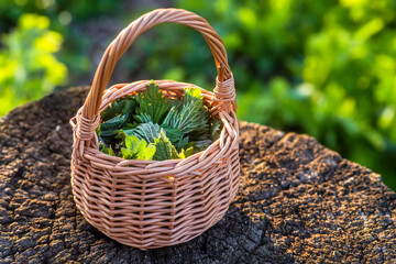 Fototapeta na wymiar Fresh nettles. Basket with freshly harvested nettle plant. Urtica dioica, often called common nettle, stinging nettle, or nettle leaf. first spring vitamins. Ingredient of vitamin salad.