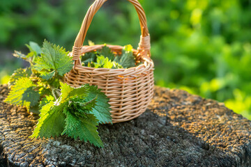 Fresh nettles. Basket with freshly harvested nettle plant. Urtica dioica, often called common...