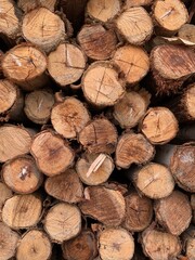 A vertical image of tree truck background