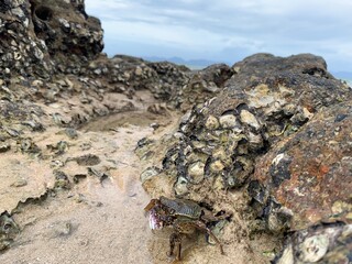 Fiddler crabs or Ghost crabs guards the area in front of the burrow