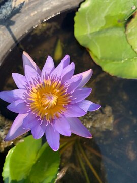 The focus image of purple lotus flower is blooming