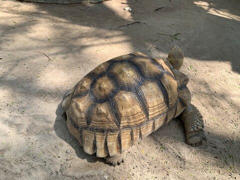 The focus image of Sulcata tortoise or African spurred tortoise or Geochelone sulcata is crawling
