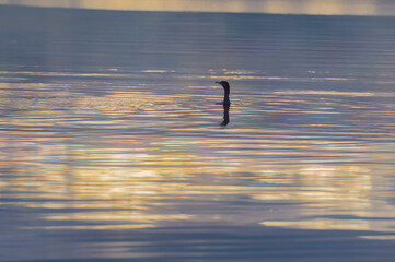 Duck swiming water landscape goldenhour