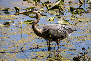 blue heron