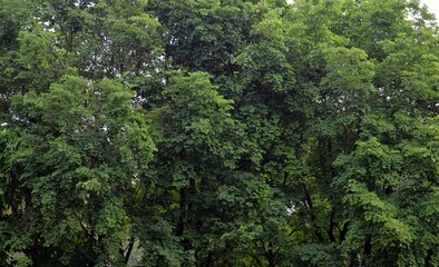 green leaves on the tree