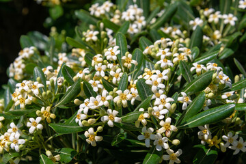 Pittosporum tobira