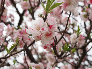 花桃