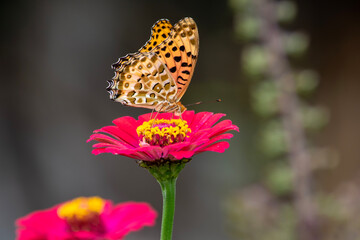 百日草にシジミチョウが飛んできました