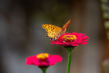 百日草にシジミチョウが飛んできました