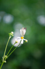 white butterfly on a flower