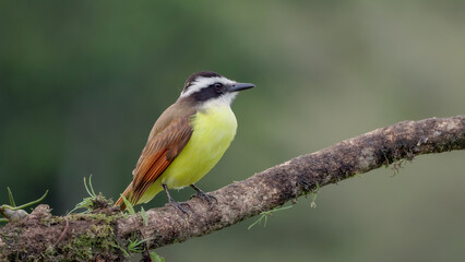 great kiskadee perching on a branch looks around
