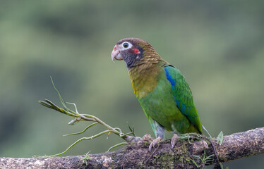 close view of a brown-hooded parrot perched on a branch