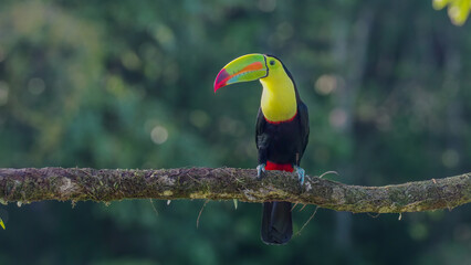 front view of a a keel-billed toucan perched on a branch in late afternoon sun