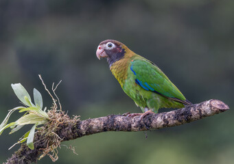 side view of a brown-hooded parrot perched on a branch
