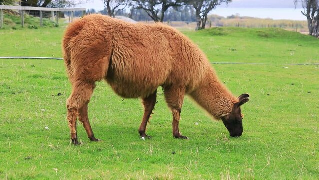A brown llama grazes in a meadow in New Zealand. wild and domestic animals.