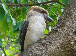 Kookaburra sits on a low bough at Emerald Park Lake Victoria, Australia.