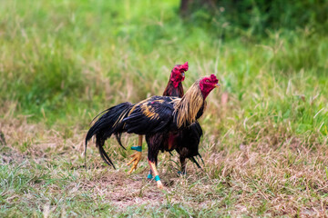 Asian chicken in rural area 