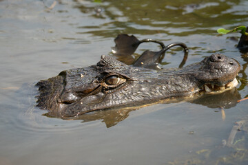 Black kajman Melanosuchus niger south america