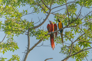 Ara ararauna. Blue-yellow macaw parrot portrait. Ara macaw parrot and Ara macao.