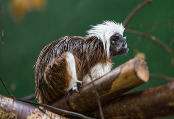 Saguinus oedipus sits on a wooden twig